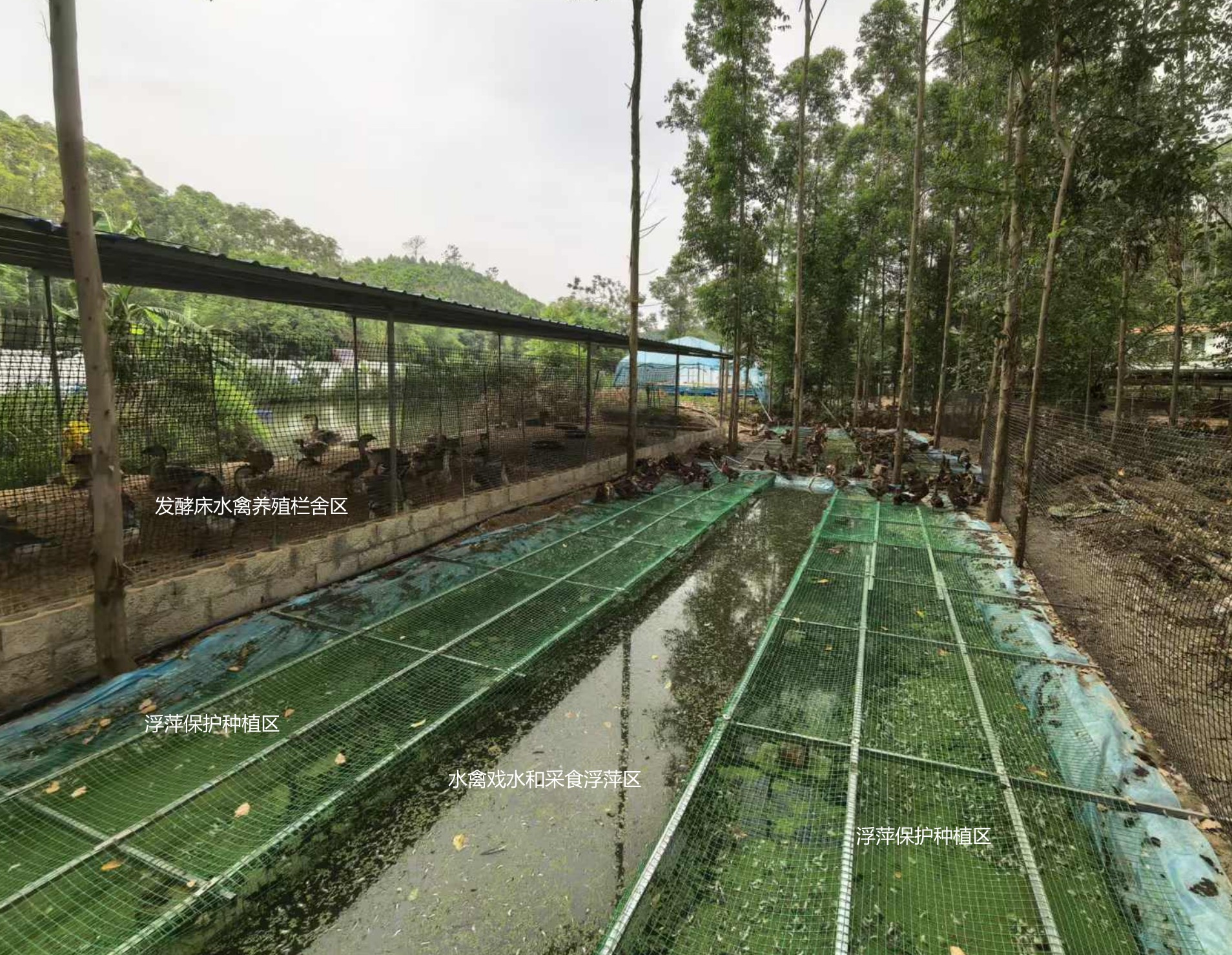 一種旱養水禽利用運動場種植浮萍形成生態循環節糧型養殖技術.jpg
