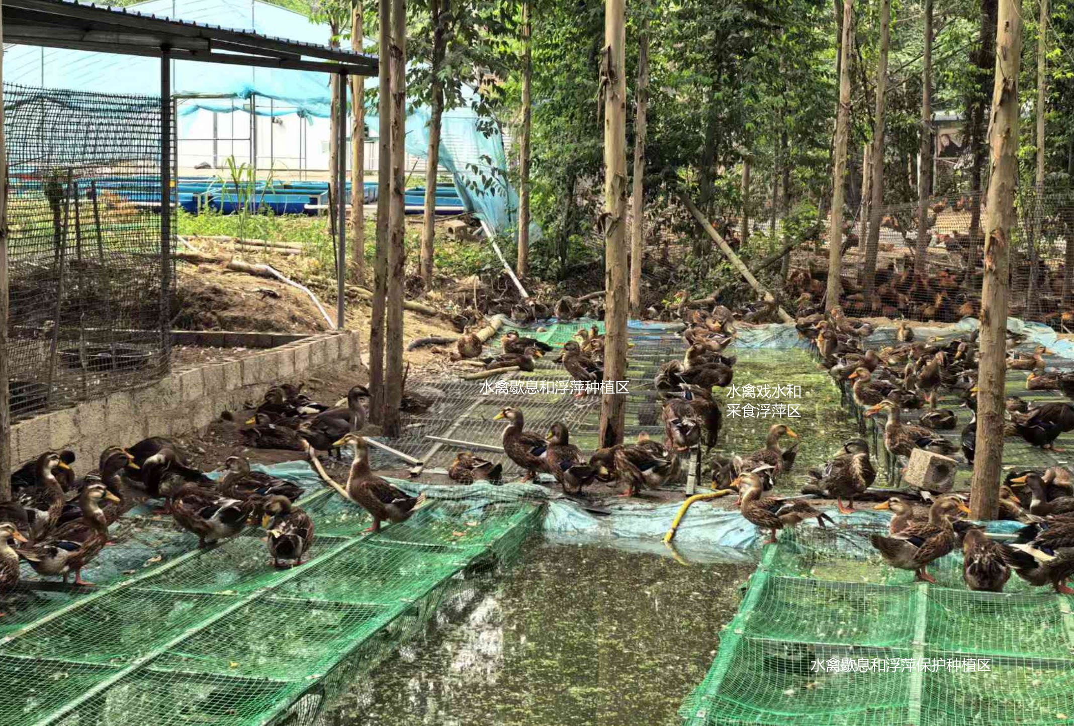 一種旱養水禽利用運動場種植浮萍形成生態循環節糧型養殖技術5.jpg