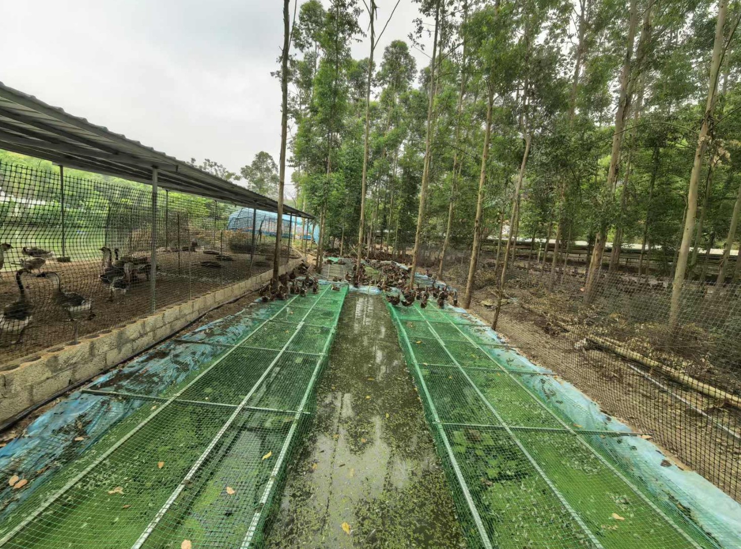 一種旱養水禽利用運動場種植浮萍形成生態循環節糧型養殖技術1.jpg