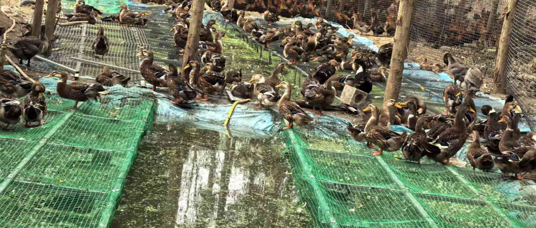 一種旱養水禽利用運動場種植浮萍形成生態循環節糧型養殖技術4.jpg
