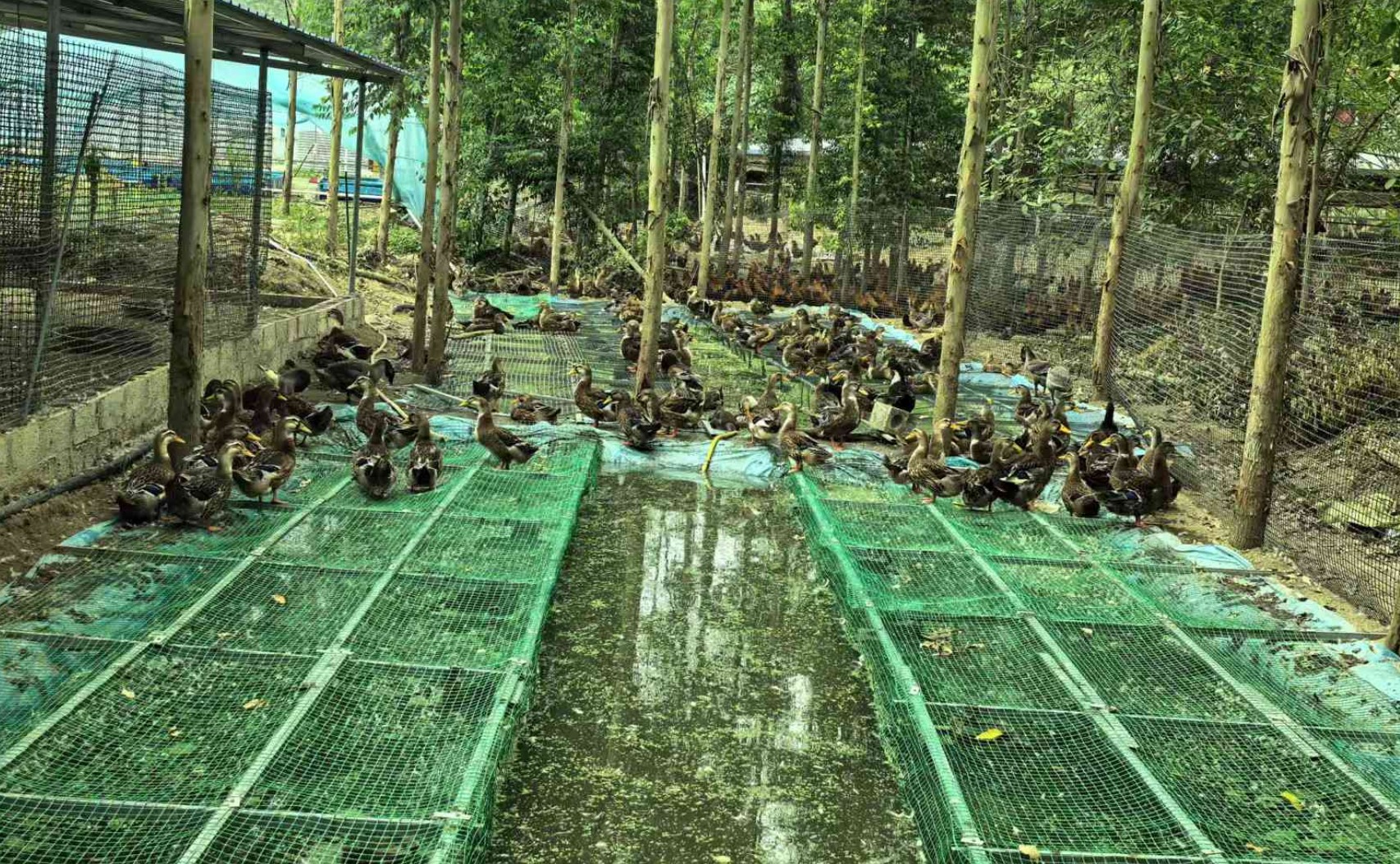 一種旱養水禽利用運動場種植浮萍形成生態循環節糧型養殖技術3.jpg